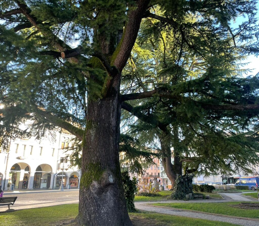 Dai nuovi impianti al Piano del Verde: la strategia di Belluno